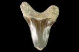 Fossil Shark (Cretoxyrhina) Tooth - Kansas #142953-1